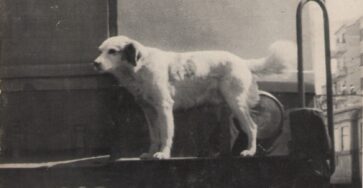 Lampo, The Traveling Dog (2)